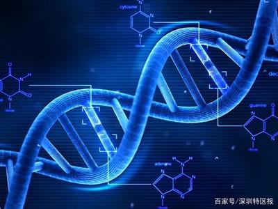 深圳為細(xì)胞和基因產(chǎn)業(yè)立法 劃定創(chuàng)新與倫理紅線，擬明令禁止生殖基因編輯